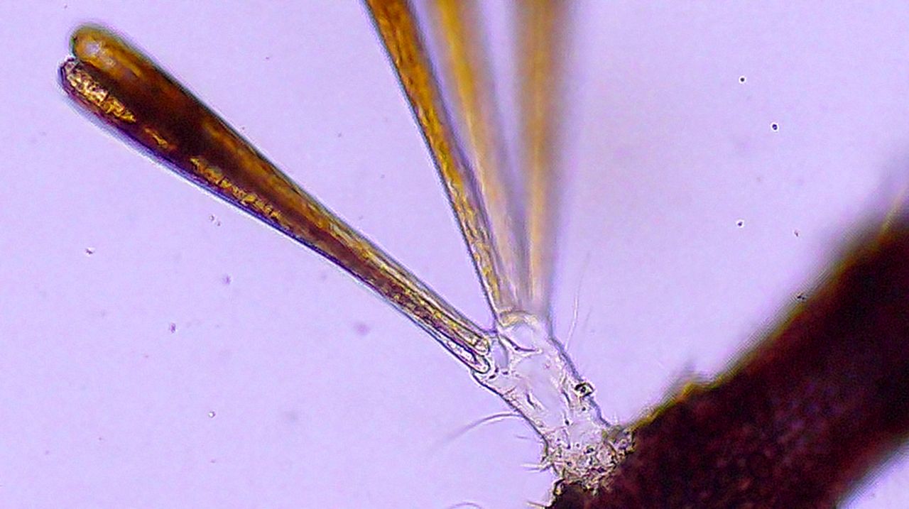 Alla scoperta delle diatomee epifite: la Climacosphenia moniligera